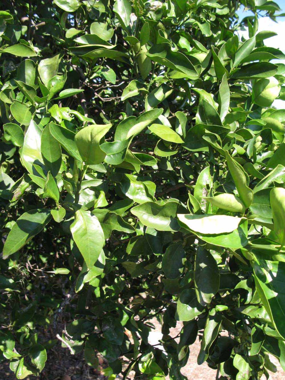              Sun leaves (Winter Haven, FL)       